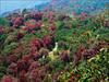 Barsey Rhodendron Sanctuary